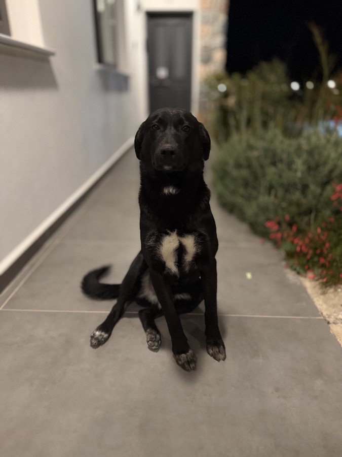 Oreo at night in Cyprus