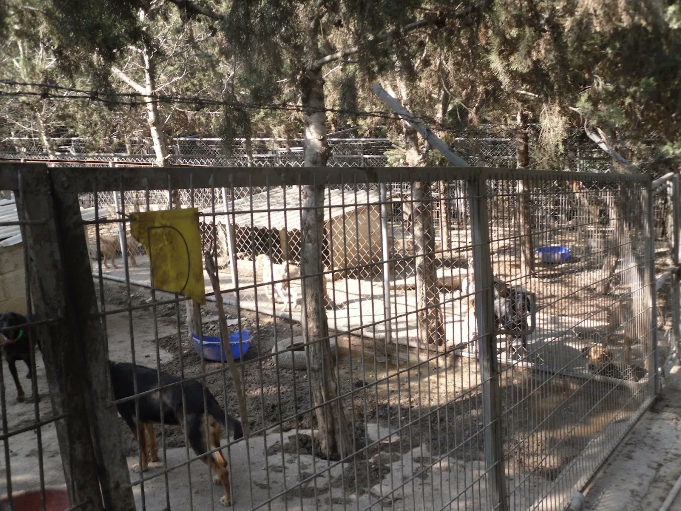 Kyrenia Animal Rescue shelter